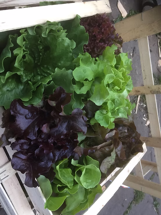 Greens, ready to heat